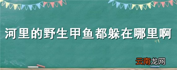 河里的野生甲鱼都躲在哪里啊