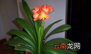 君子兰开花的小怎么办 大家可以了解一下