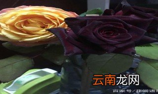 黑美人月季几月开花 黑美人月季夏季至秋季开花