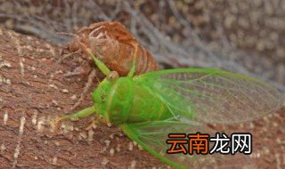 蝉蜕壳需要多久 蝉脱壳的过程