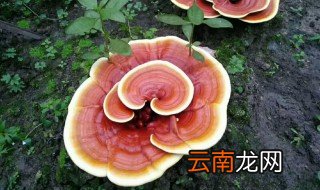 灵芝适合什么季节种 灵芝的生长环境是怎么样的