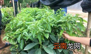 牛油果核怎么种盆栽 要经常浇水吗