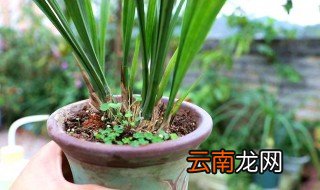 兰花修根后要晾多久 为什么要晾