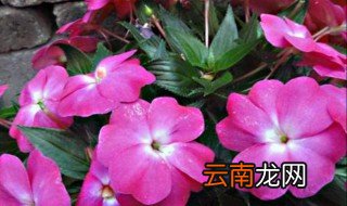 凤仙花是怎么繁殖后代的 凤仙花繁殖后代的方法