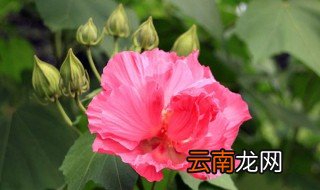 芙蓉花怎么修剪 芙蓉花修剪方法