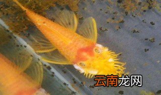 黄金大胡子繁殖技巧 黄金大胡子怎么繁殖