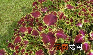 紫苏什么季节可以扦插 紫苏应该怎么扦插