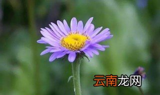紫色雏菊可以做什么 紫色雏菊有什么用