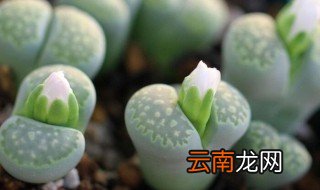 生石花换盆后多久浇水 生石花什么时候换盆