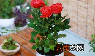 盆栽玫瑰老桩多久开花 了解如何栽培玫瑰老桩