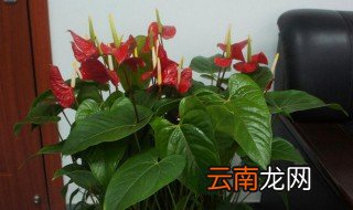 红掌不开花不长叶子 怎么办