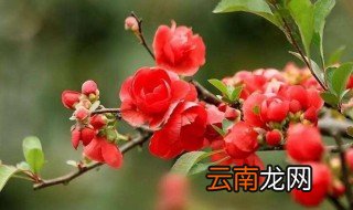 海棠花只开花不结果 原因是什么