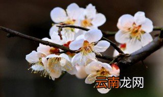 赞誉梅花的品德的句子 描写梅花品质的句子