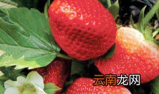 草莓开花可以用尿素吗 深入了解草莓的开花结果