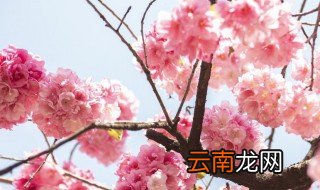 桃花和杏花是一个季节开吗 来这里看详细介绍