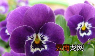 三色堇怎么才能开花 怎么养三色堇开花多