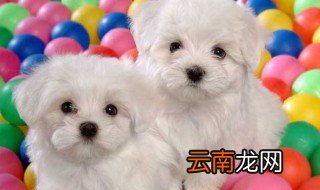 比熊犬好养吗 如何正确养比熊