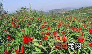 葡萄糖冲施对根的作用 好处是什么
