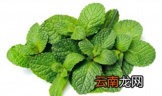 薄荷可以做什么美食呢 薄荷能做什么吃的
