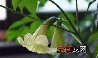 绿宝树会开花好还是不会开花好 绿宝树会不会开花