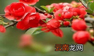 海棠花是先出叶还是先开花 海棠花怎么长