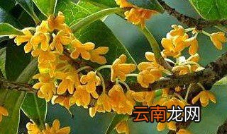 为什么桂花的叶子都落了还开花 桂花落叶和开花是一起的吗