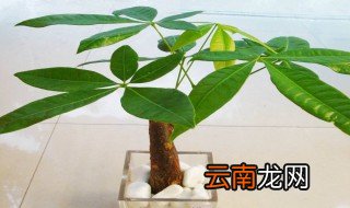 发财树品种介绍 发财树分类
