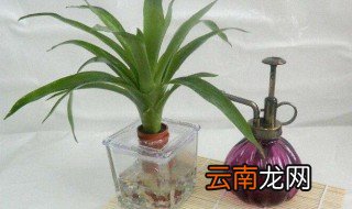 菠萝可以一直水培吗 如何水培