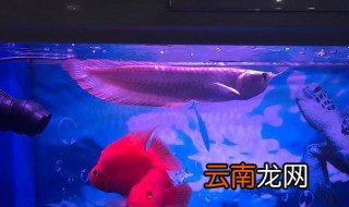 银龙鱼和什么鱼混养好 银龙鱼有什么特点