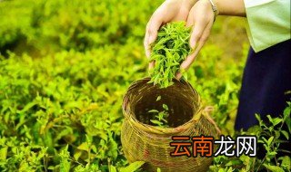 春茶何时采摘 春茶的采摘时间