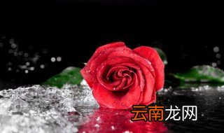 养花的有机肥怎么配制 这些方法都可配制