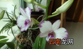 秋石斛的养殖方法 怎么养殖秋石斛