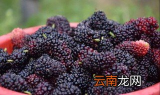 怎样清洗桑葚 有知道的吗