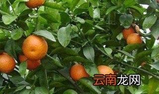 汉中能种植沙糖桔吗 种植沙糖桔的要求盘点