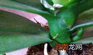蝴蝶兰可以出几个花剑 蝴蝶兰什么时候长花剑