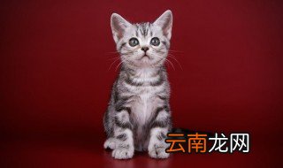 猫咪驱虫前应该注意哪些事项 给猫驱虫时的注意事项