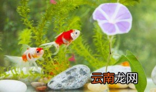 鱼缸水除氯最好的方法 鱼缸水族箱除氯有什么好办法