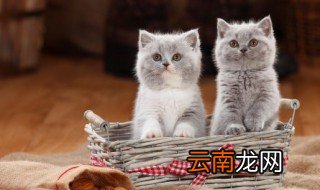 猫咪可以吃三文鱼吗 猫咪能喂食三文鱼吗