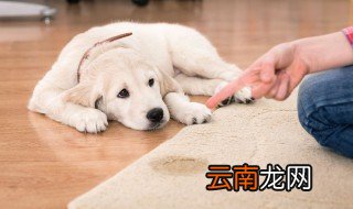 狗不听话最有效的教育方法 狗不听话怎么办