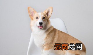 狗最简单喂养的方法 喂狗狗的方法与技巧
