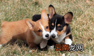 柯基犬饲养技巧 柯基犬饲养方法