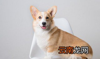 宠物狗正确饲养方法 掌握这几个技巧相信狗狗会更健康