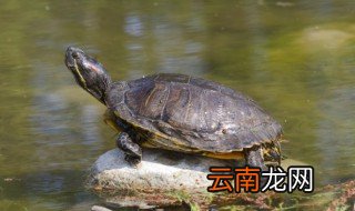 乌龟不吃食物的处理方法 乌龟不吃食物怎么办