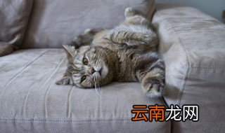 床垫猫尿味去除妙招 如何清除床垫上的猫尿