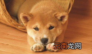 给狗喂鸡肝怎么做 狗不能吃太多鸡肝