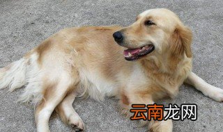 金毛狗狗训练方法 如何训练金毛狗呢