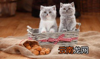 哺乳期猫咪饮食注意事项 哺乳期猫咪的饮食有哪些注意事项
