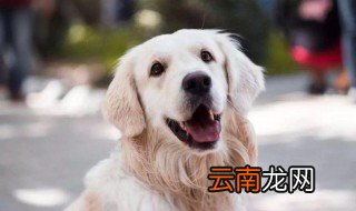 狗狗怎么护理 怎么护理狗狗