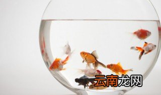 鱼苗晒太阳的正确方法 怎么让鱼苗晒太阳