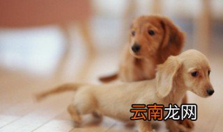 防止狗乱跑的小妙招 怎么防止狗乱跑